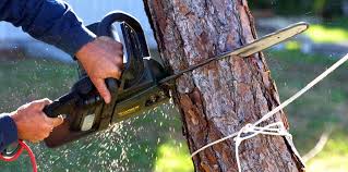 Best Hazardous Tree Removal  in Sprague, WV