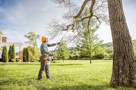 Best Tree Maintenance Programs  in Sprague, WV