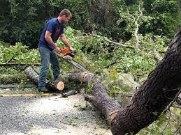  Sprague, WV Tree Services Pros