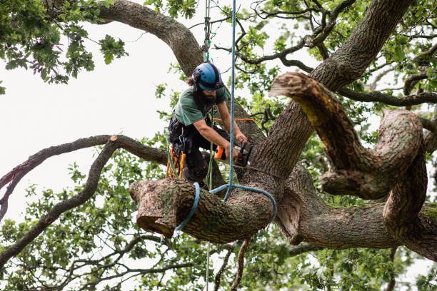 Best Fruit Tree Pruning  in Sprague, WV