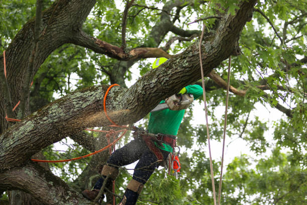 Best Arborist Consultation Services  in Sprague, WV