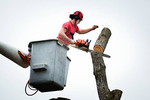 Best Tree Risk Assessment  in Sprague, WV