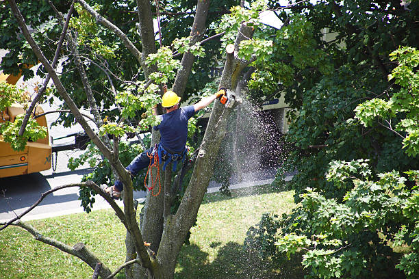 Best Storm Damage Tree Cleanup  in Sprague, WV