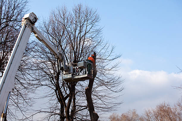 Best Root Management and Removal  in Sprague, WV