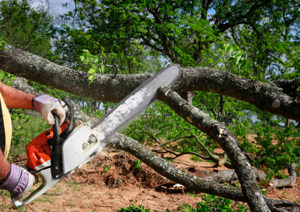 Tree and Shrub Care in Sprague, WV